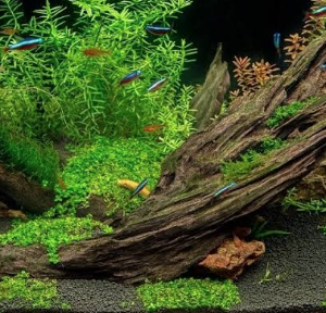 Driftwood